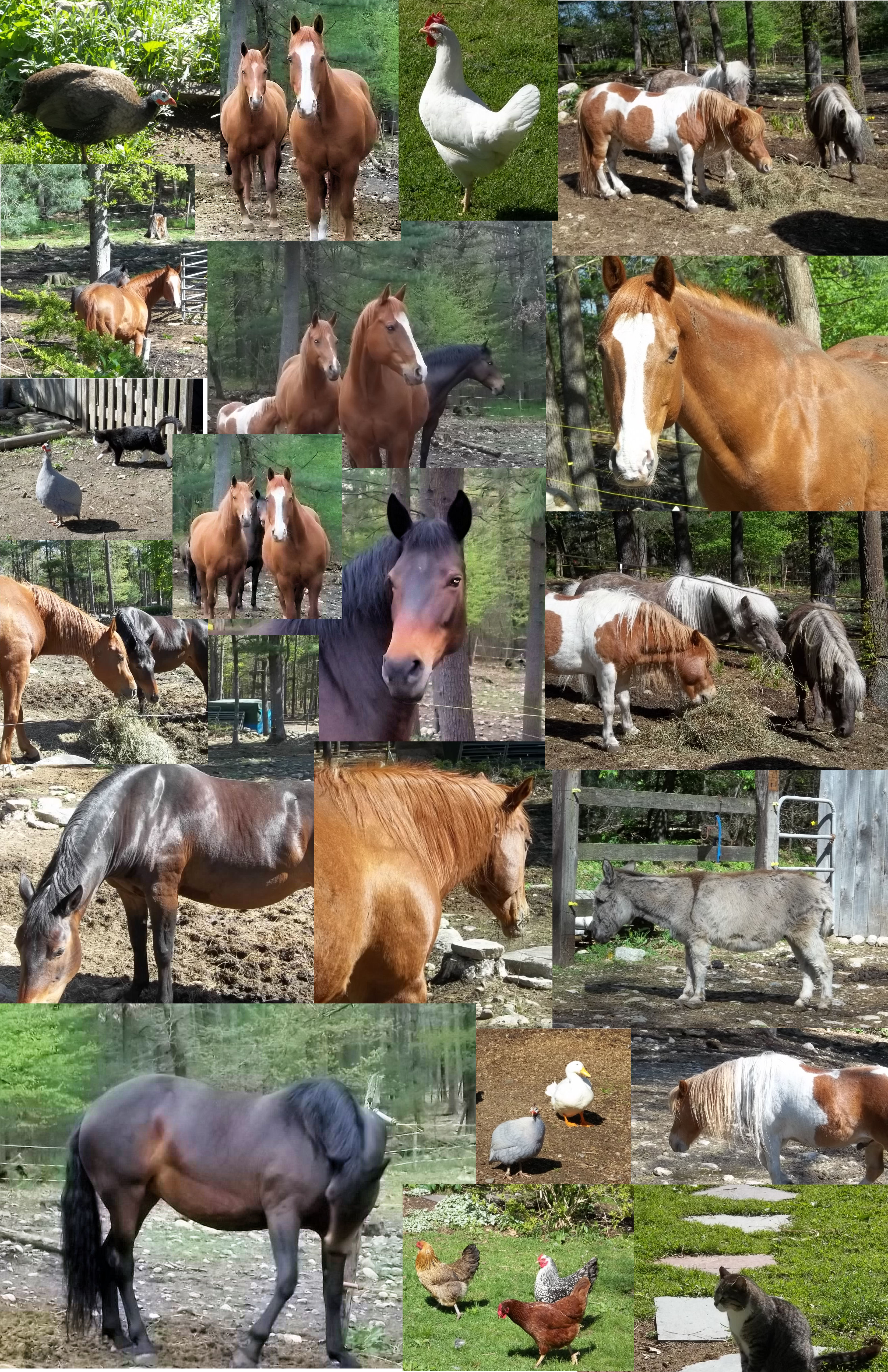 PENZANCE HORSES & ALL