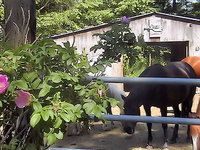 Horses& Friends of PENZANCE Farm