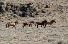 WILD MUSTANGS