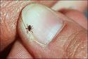 deer tick