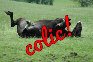 homeopathy for horses