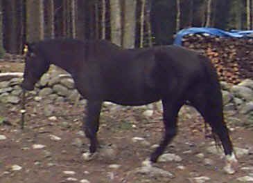 Ging2.jpg (21861 bytes)