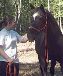 horses16.jpg (57942 bytes)