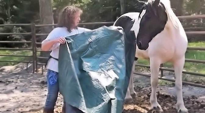 On Clicker Training and Dopamine …