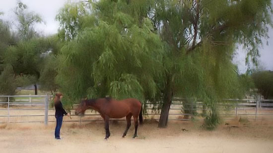 Meditating with Your Horse for Healing