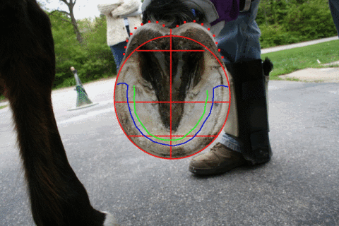 NATURAL HOOFCARE HOME STUDY COURSE!