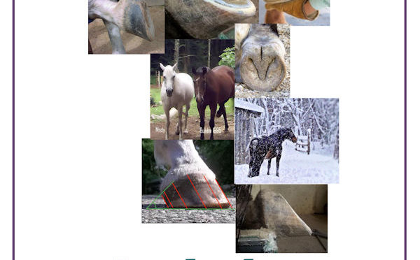 Natural hoofcare anthology